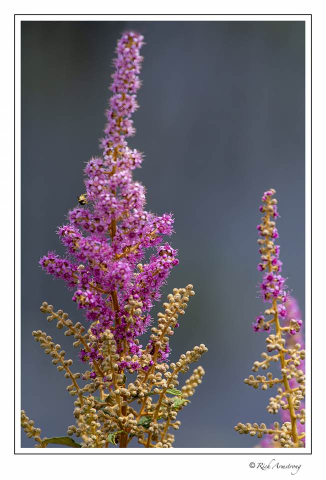 purple plant 2.jpg